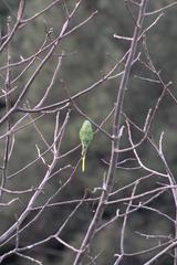 Psittacula himalayana