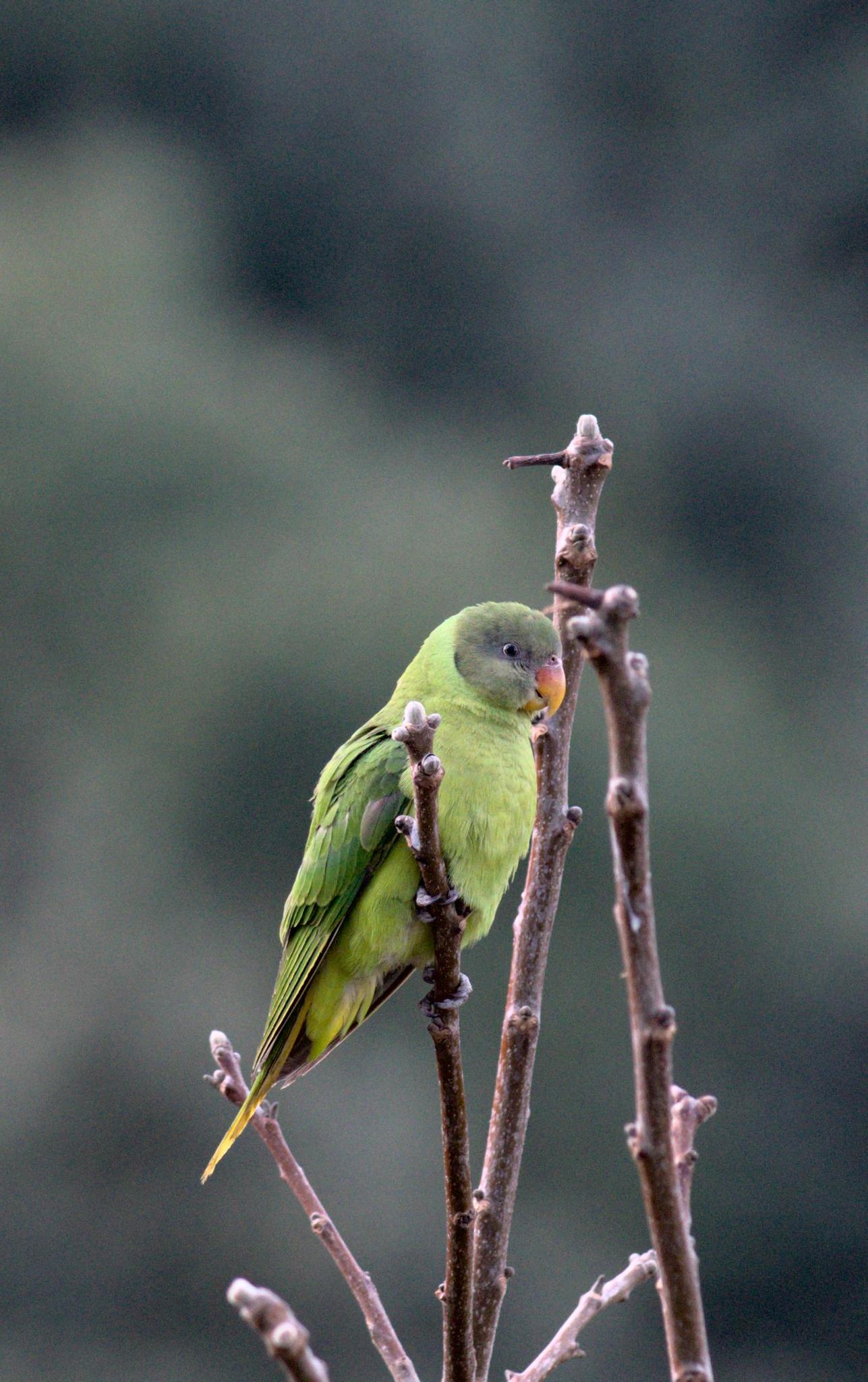 Slaty-headed Parakeet