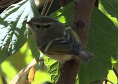 Phylloscopus chloronotus