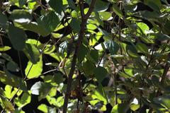 Phylloscopus chloronotus