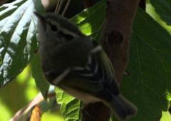 Phylloscopus chloronotus
