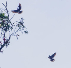 Patagioenas fasciata