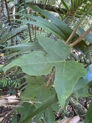 Trichosanthes subvelutina