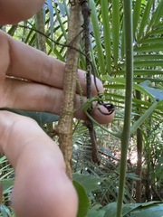 Trichosanthes subvelutina