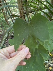 Trichosanthes subvelutina