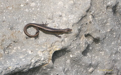 Cryptoblepharus poecilopleurus paschalis