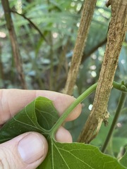 Trichosanthes subvelutina