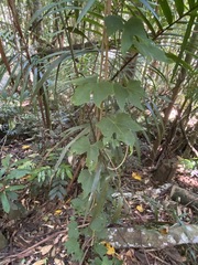 Trichosanthes subvelutina