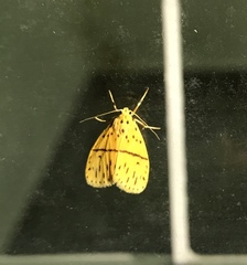 Lepidoptera