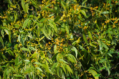 Phoradendron nervosum