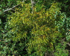 Phoradendron nervosum