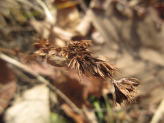 Lespedeza tomentosa