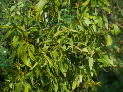 Phoradendron nervosum