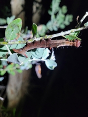Acacia podalyriifolia