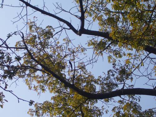 Long-tailed Glossy Starling