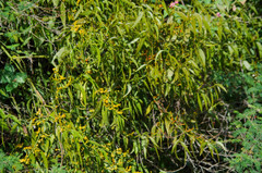 Phoradendron nervosum