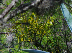 Phoradendron nervosum