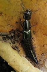 Thyreocephalus orthodoxus