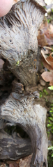 Craterellus atrocinereus