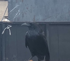 Corvus corax