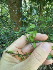 Citrus australasica