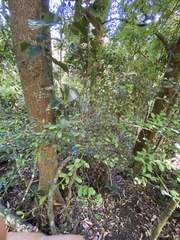 Citrus australasica