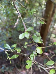 Citrus australasica