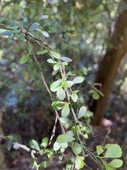 Citrus australasica