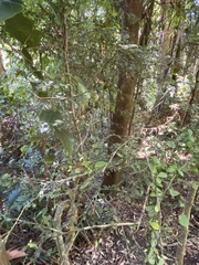 Citrus australasica