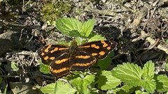 Symbrenthia lilaea formosanus