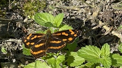 Symbrenthia lilaea formosanus