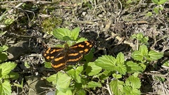 Symbrenthia lilaea formosanus