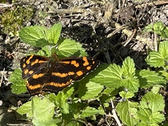 Symbrenthia lilaea formosanus