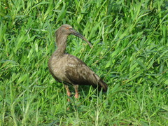 Theristicus caerulescens