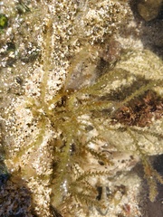 Acanthophora spicifera