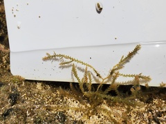 Acanthophora spicifera