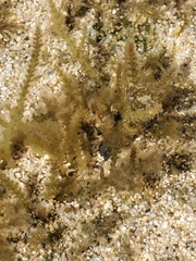 Acanthophora spicifera