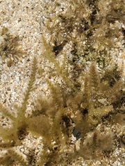 Acanthophora spicifera