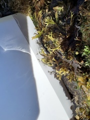 Ahnfeltiopsis flabelliformis