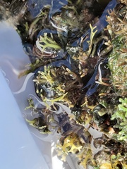 Ahnfeltiopsis flabelliformis