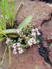 Crassula setulosa setulosa