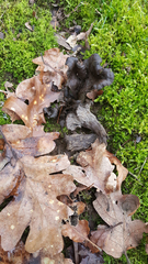 Craterellus atrocinereus