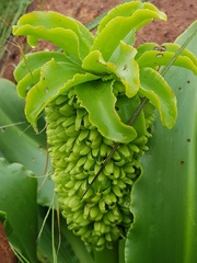 Eucomis autumnalis clavata