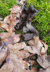 Craterellus atrocinereus