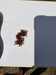 Melanamansia glomerata