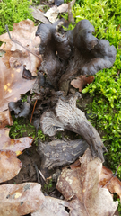 Craterellus atrocinereus