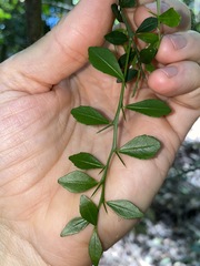 Citrus australasica