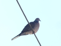 Streptopelia chinensis