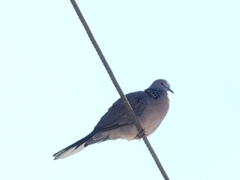 Streptopelia chinensis