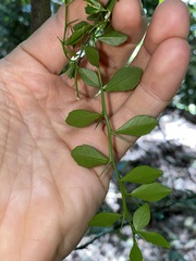 Citrus australasica